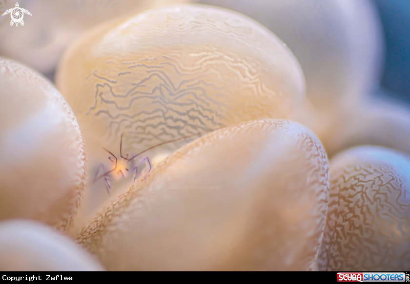 A Bubble Coral Shrimp