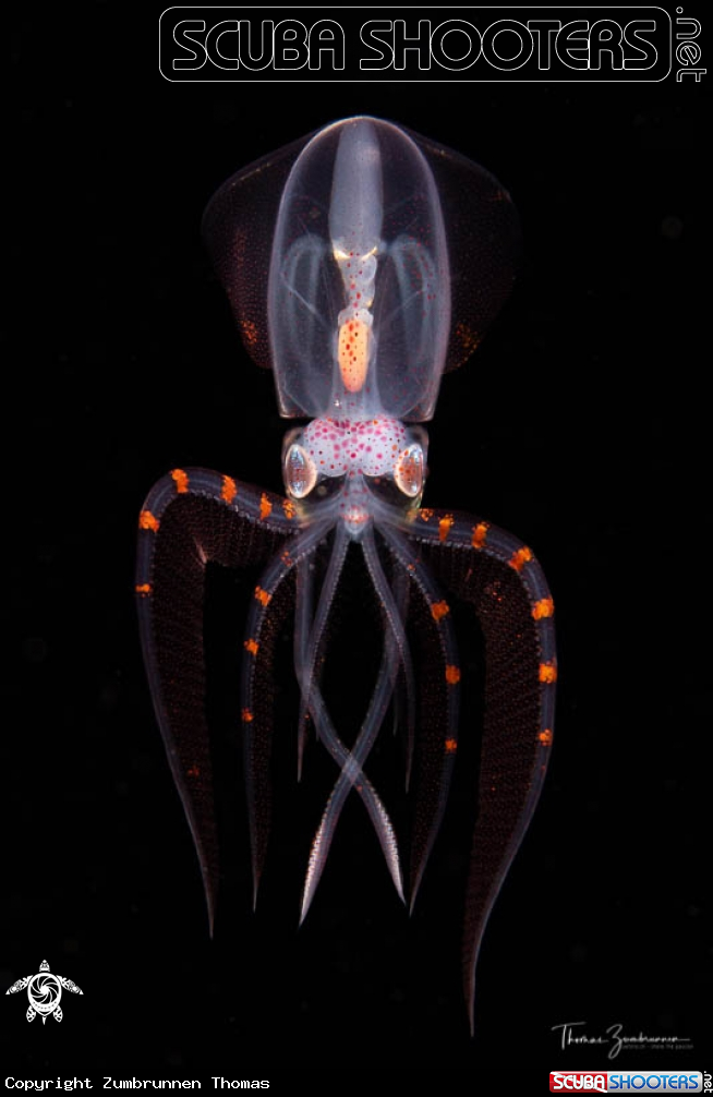 A Diamond squid 
