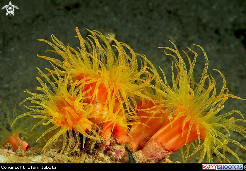 A soft corals