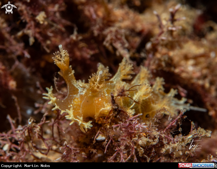 A Marionia blainvillea