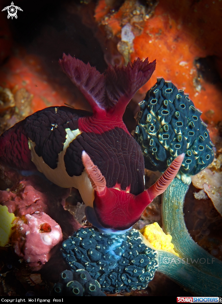 A Nembrotha Chamberlaini