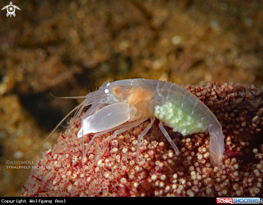 A Shrimp