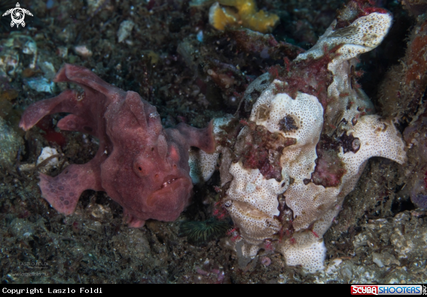 A Frogfish