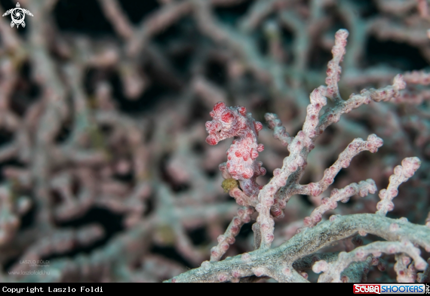 A Pygmy Seahorse