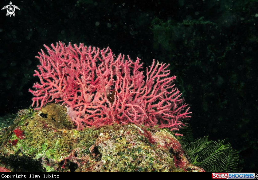 A stony coral