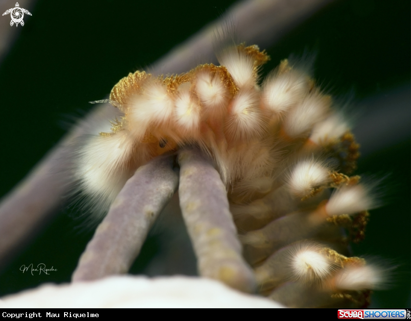 A Bearded Fireworm