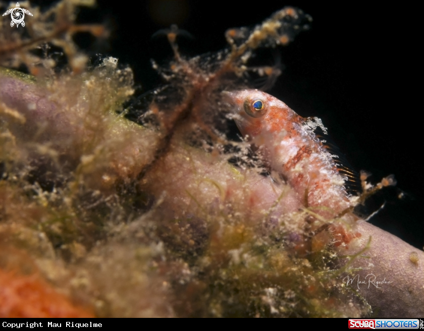 A Postlarval Parrotfish