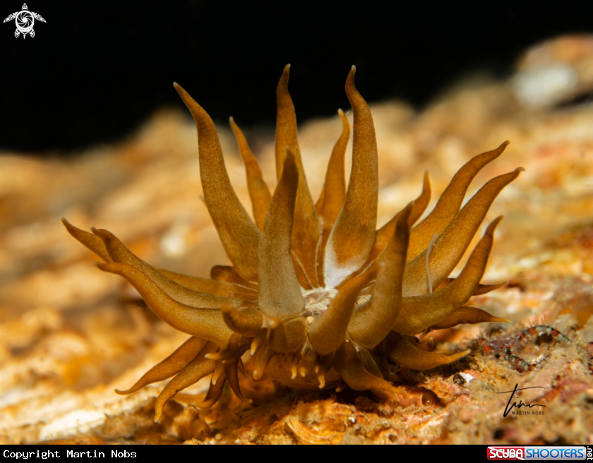 A Striped Actinia
