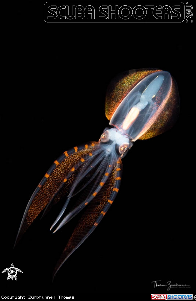 A Diamond squid 