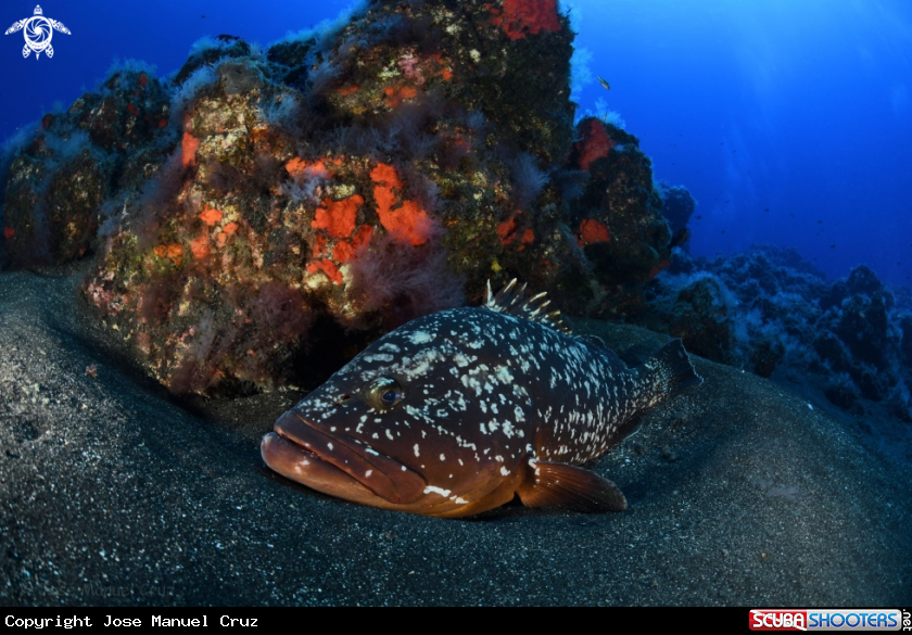 A Dusky Grouper