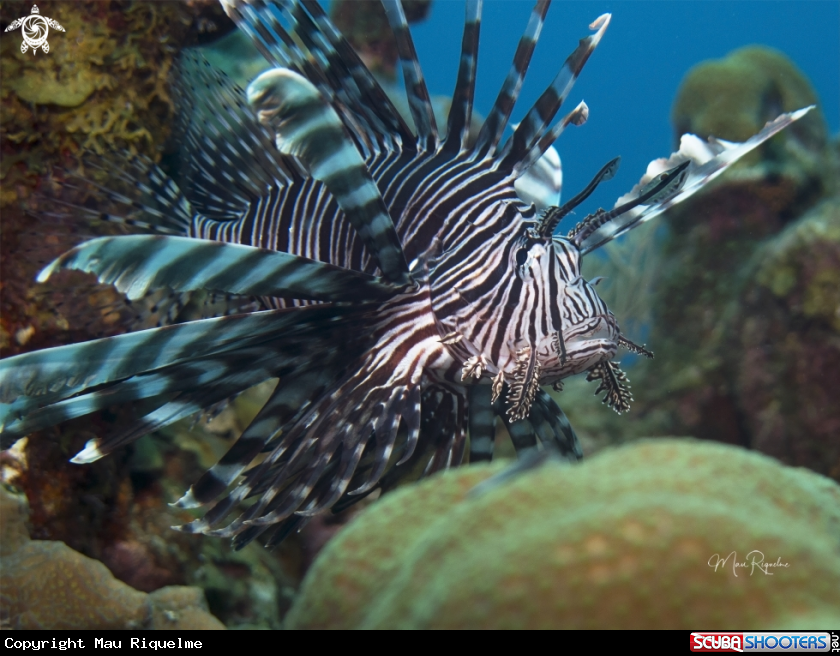 A Lionfish