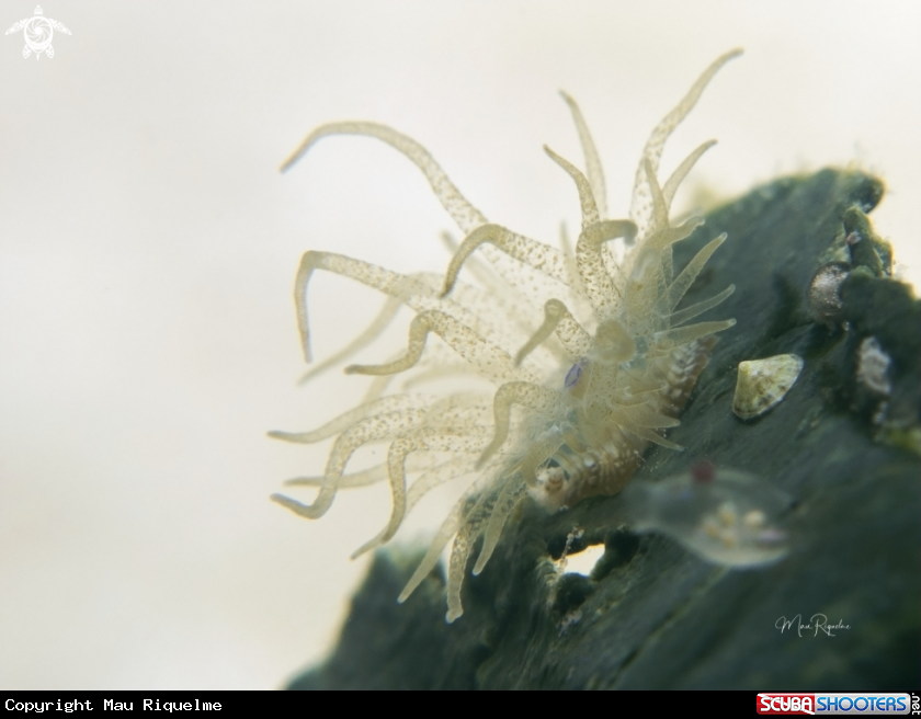 A Turtle Grass Anemone