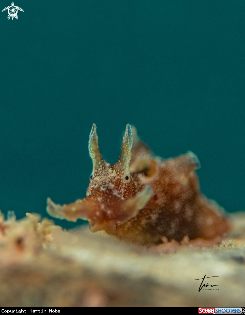 A Dwarf Seahare