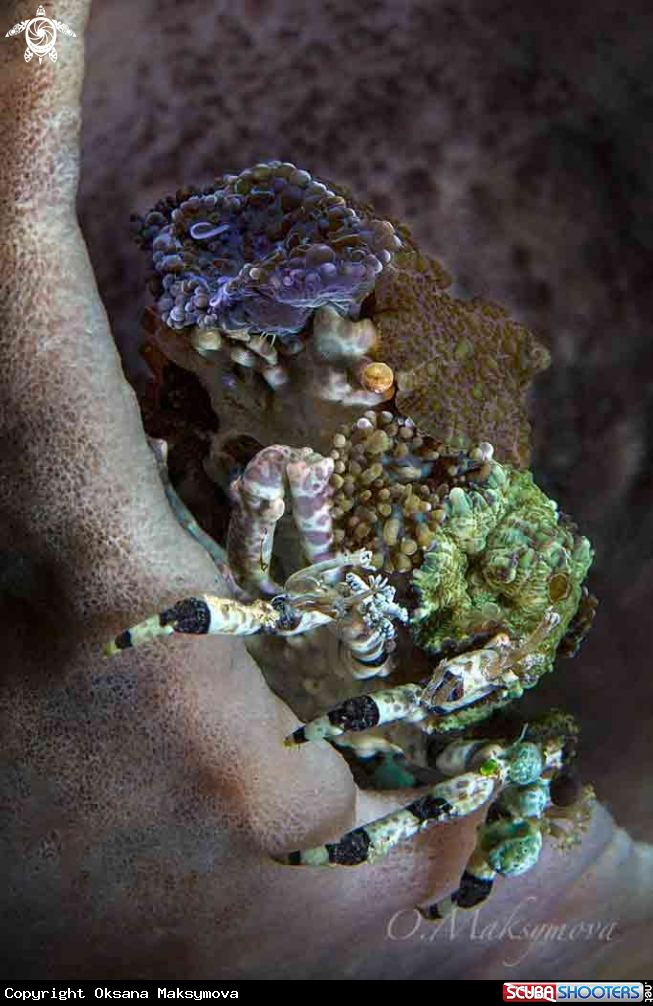 A Corallimorph Decorator Crab  (Cyclocoeloma tuberculata) 