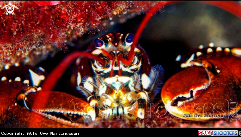 A Lobster