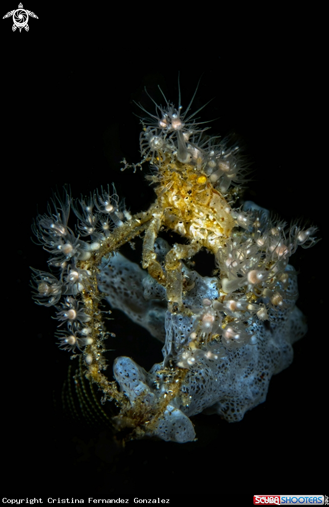 A Spider crab