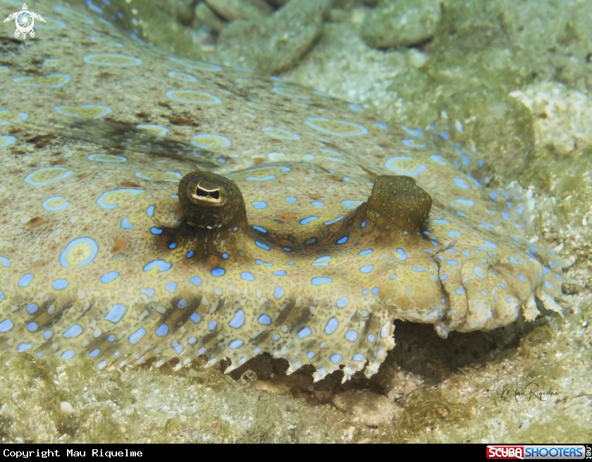 A Peacock Flounder