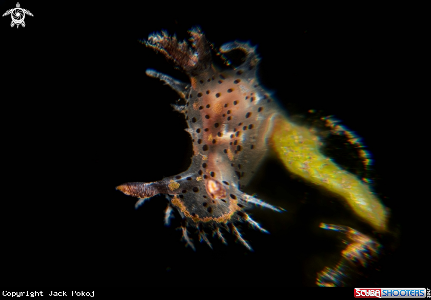 A Polycera melanosticta