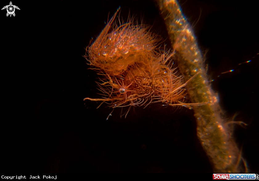 A Hairy shrimp