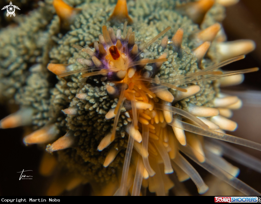 A Spiny Starfish
