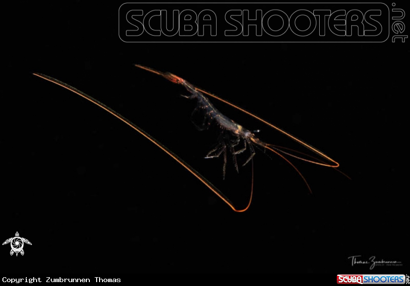 A Shrimp 