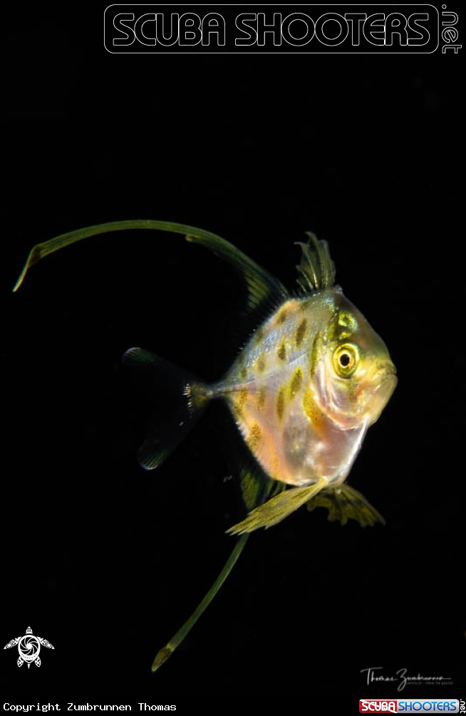 A Lookdown