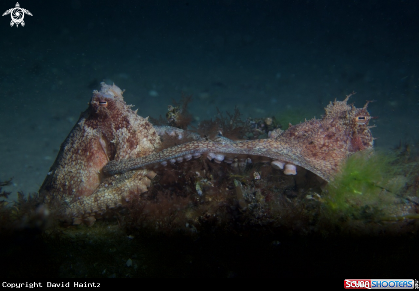 A Octopus