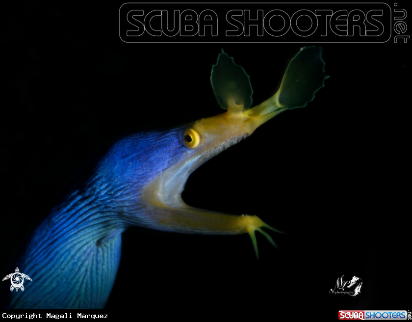 A Ribbon eel 