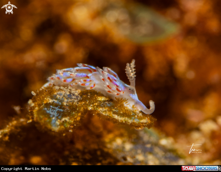 A Facelina auriculata