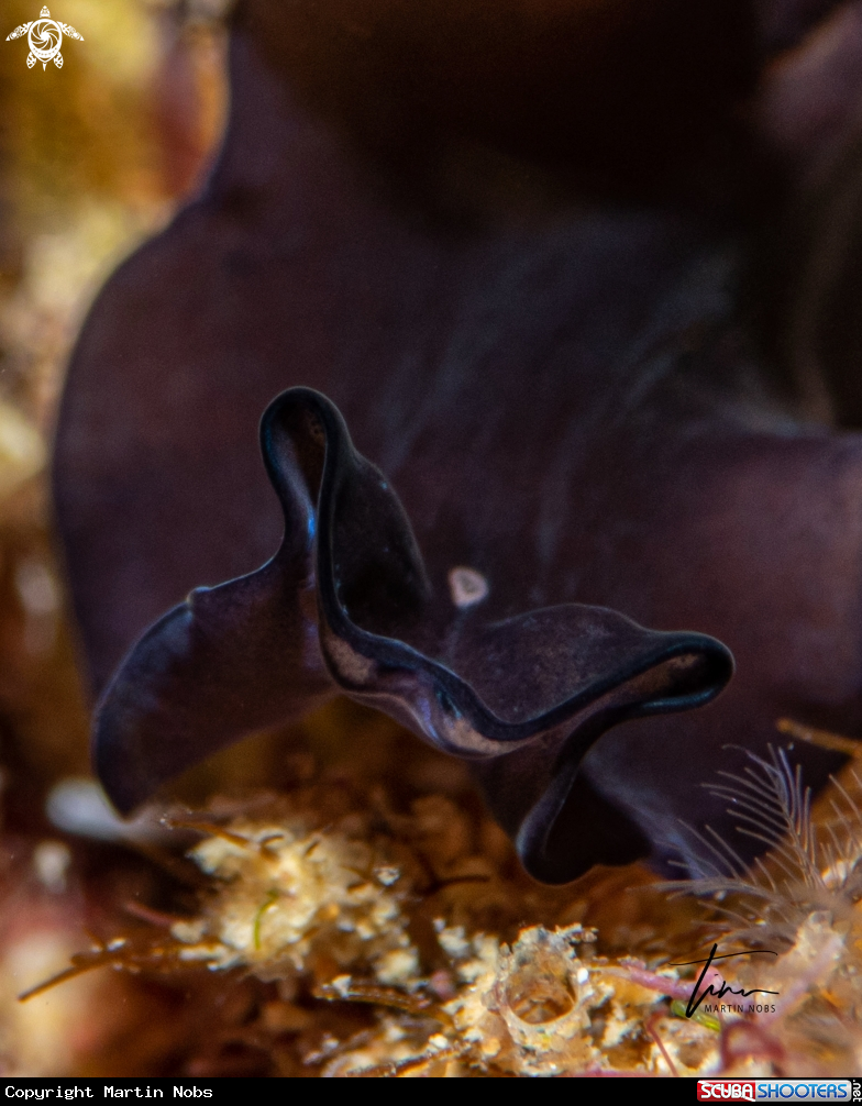 A Pseudoceros velutinus