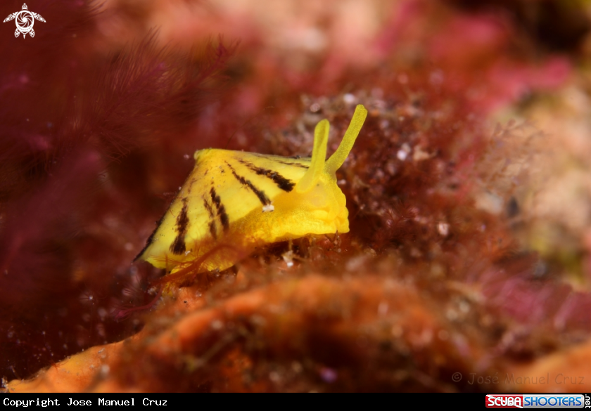 A Tylodina perversa