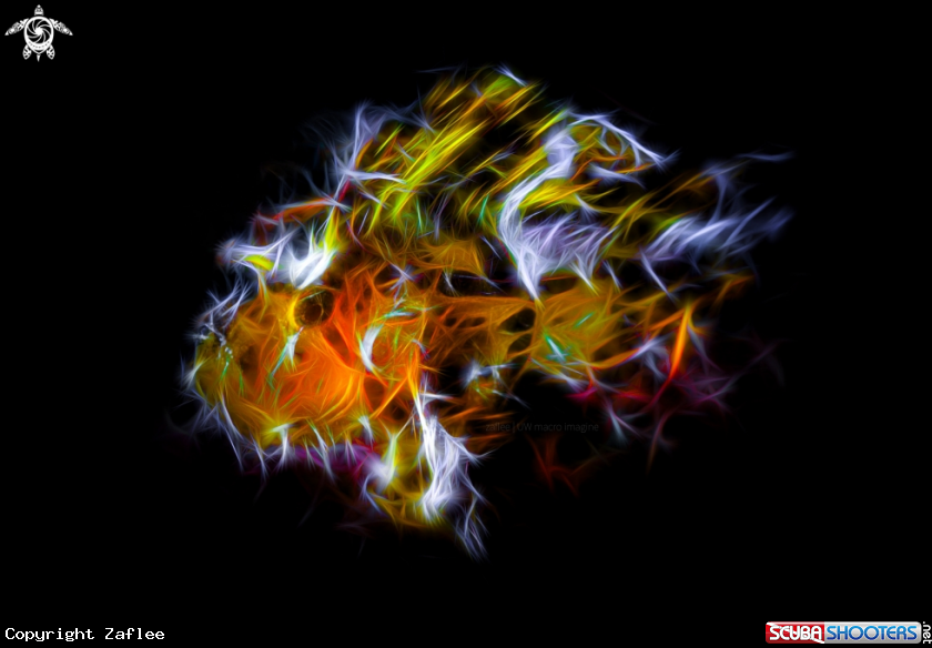 A Leaf Scorpionfish 