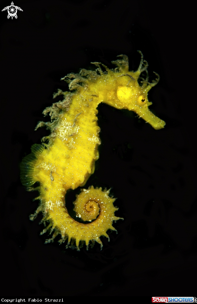 A Seahorse