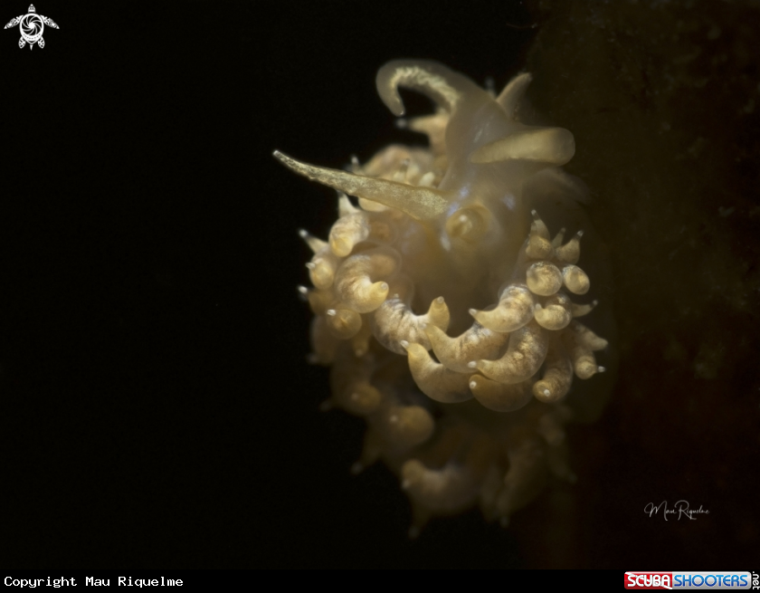 A White-Speckled Nudibranch