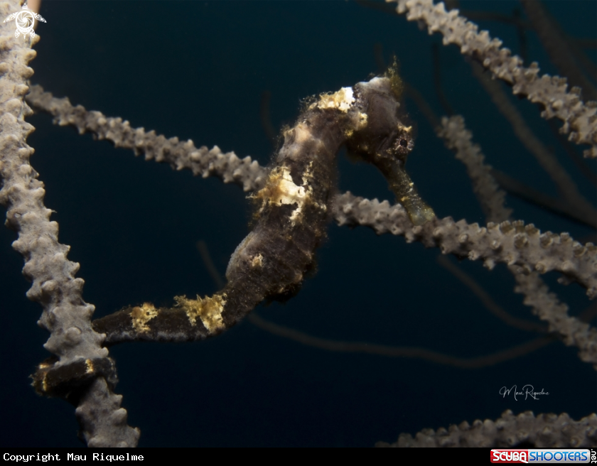 A Longsnout Seahorse