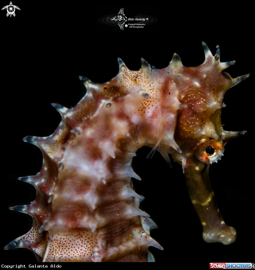 A Thorny Seahorse