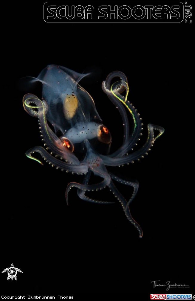 A Sharp eared enope squid 