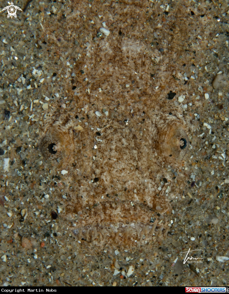 A Stargazer