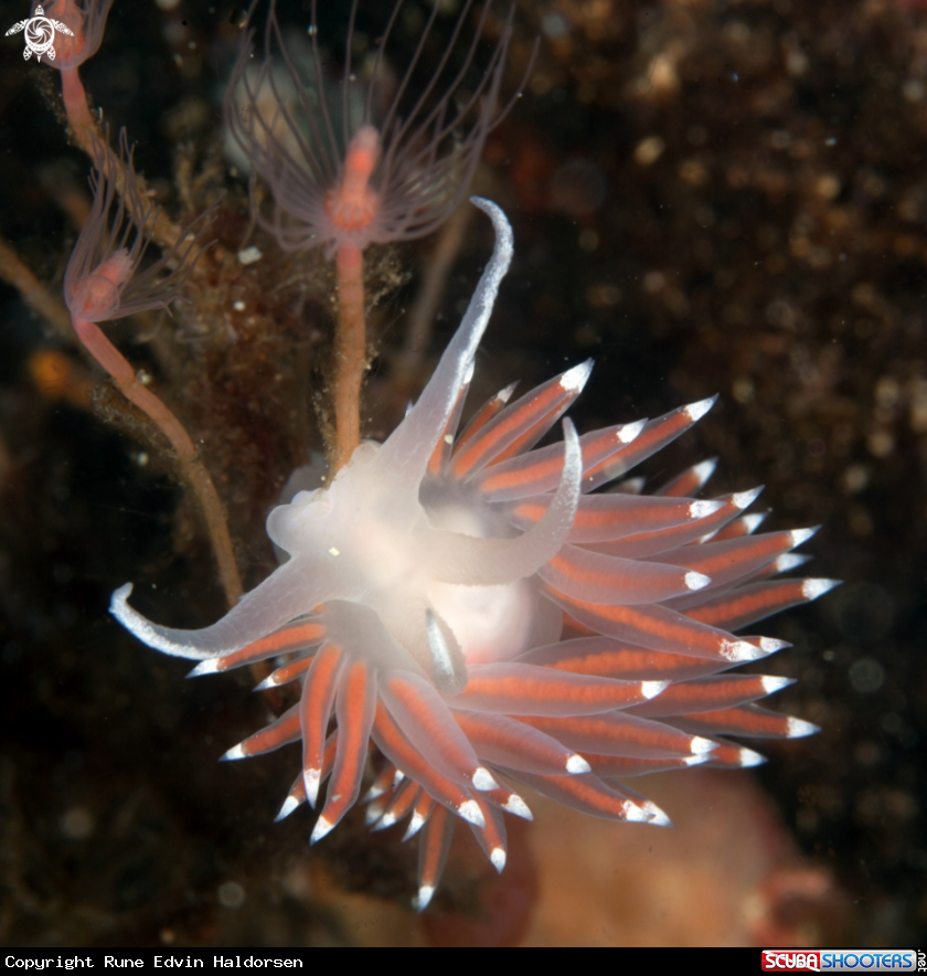 A Coryphella browni
