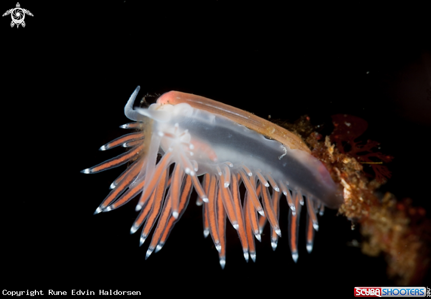 A Coryphella browni