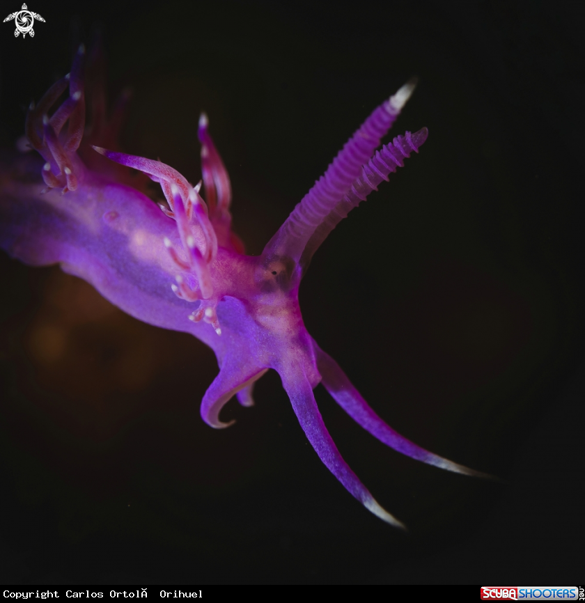 A Flabellina