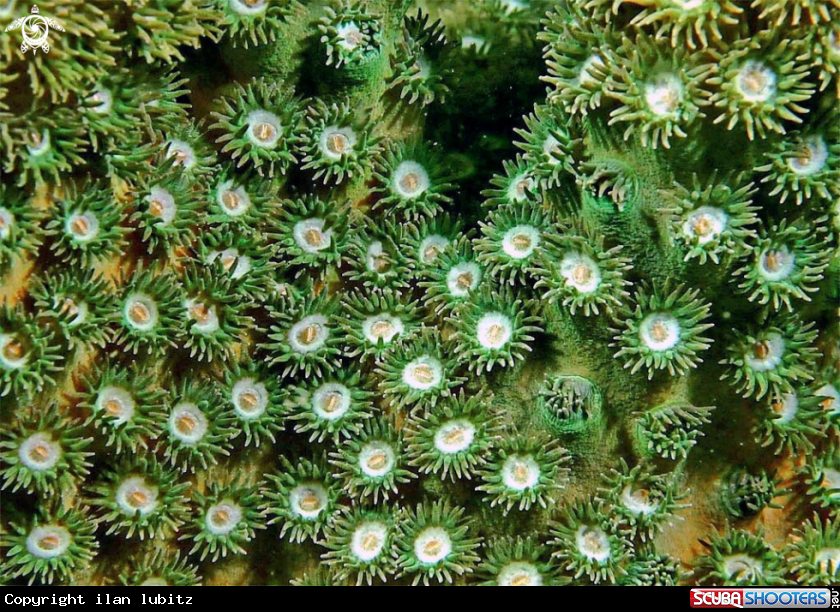 A stony coral
