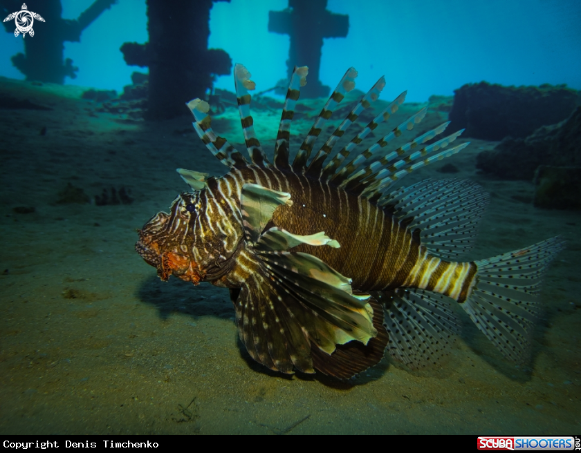 A FISH