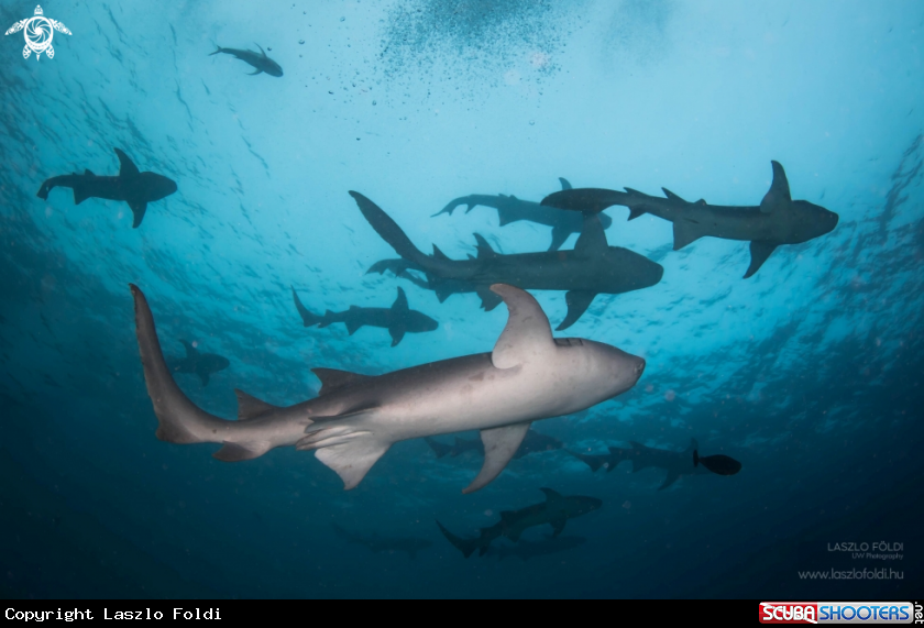 A Nurse Shark 