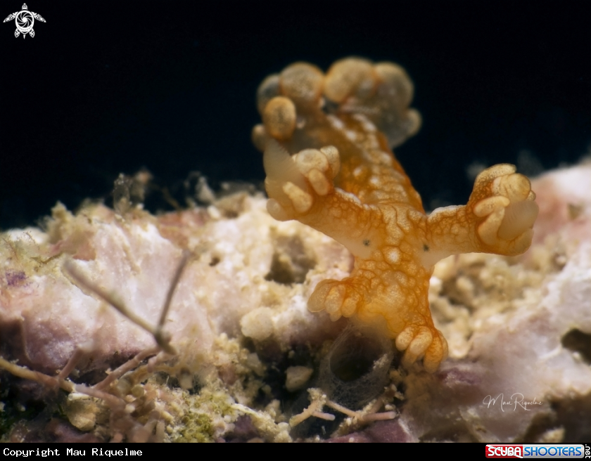 A Tasseled Nudibranch