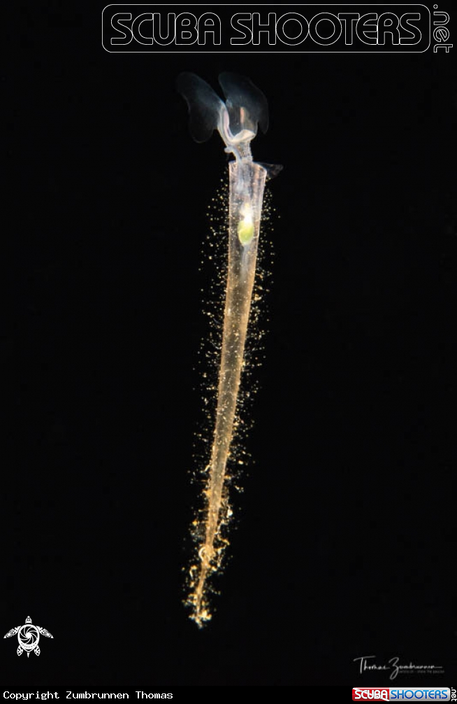 A Sea butterfly