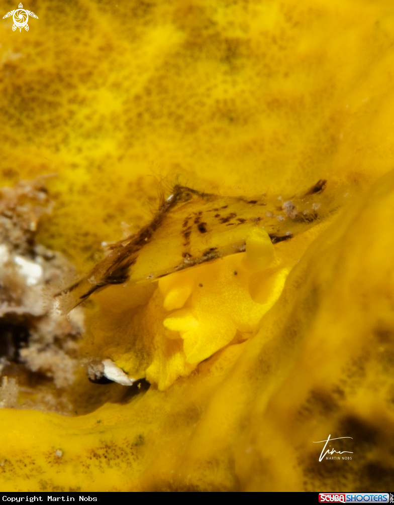 A Yellow Umbrella Slug