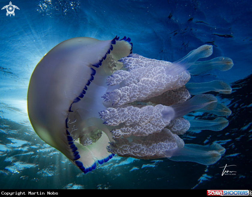 A Barrel Jellyfish
