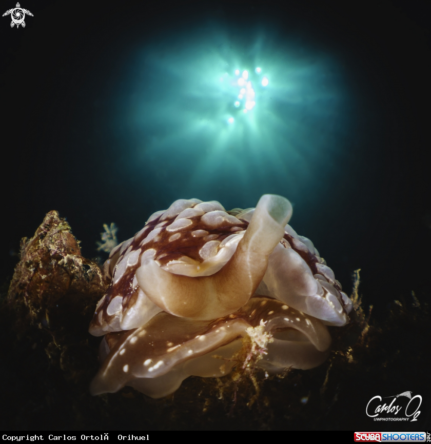 A Nudibranch