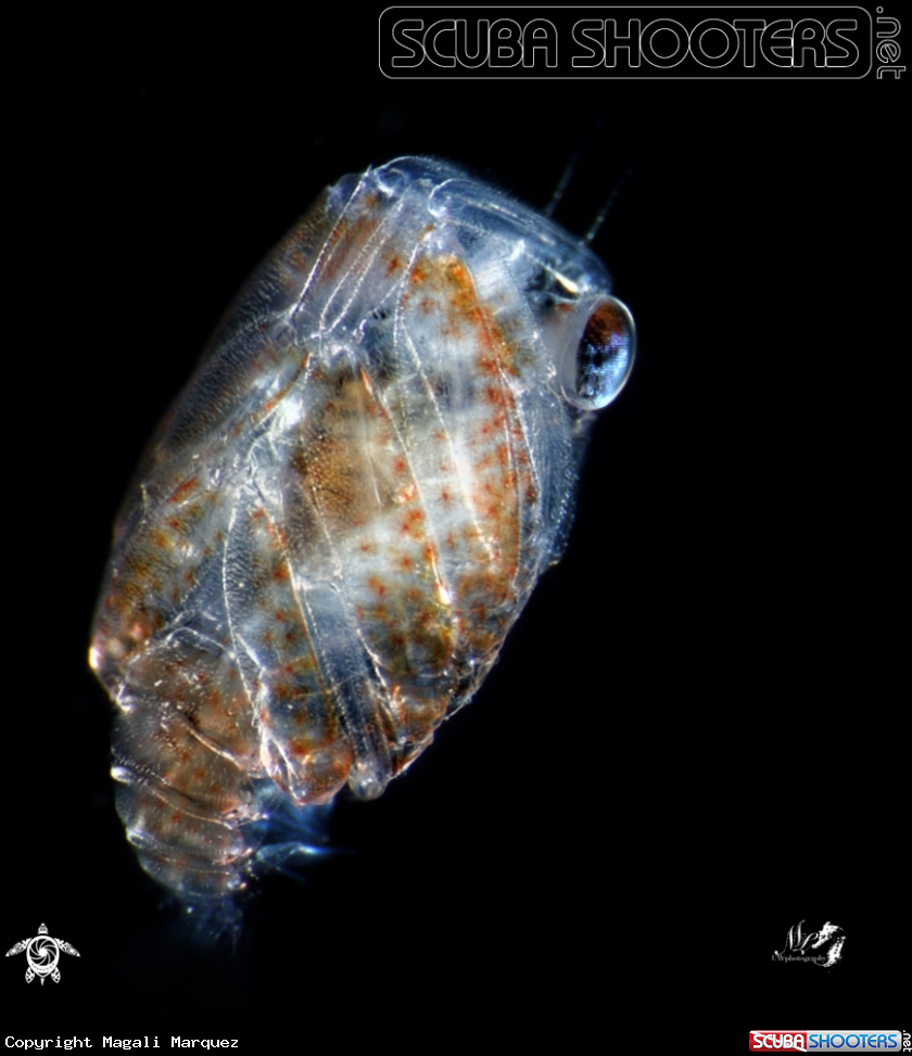 A Crab Megalopa larva 